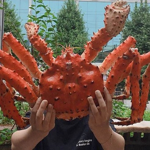 [잇팅나우ㅣ인기상품] 살아가는 활 킹크랩: 최상의 맛과 가성비로 입에서 녹는 진미 [EatingNOWㅣ추천상품]