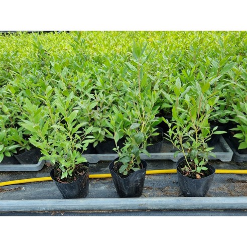 봄을 부르는 선율, 진달래 묘목으로 시작하는 꿈결 같은 정원 가꾸기 진달래묘목