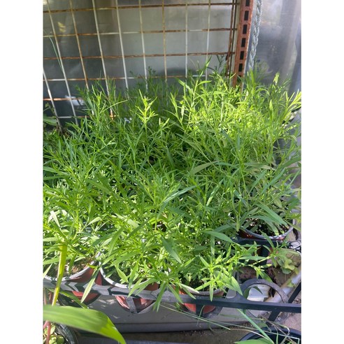 아름다운 핑크색상과 촘촘한 가지로 실내에 아름다움을 더해주는 왕관쑥부쟁이 생화