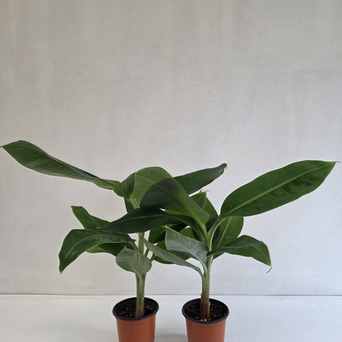 삭막한 공간에 생기를 불어넣는 마법, 바나나 나무