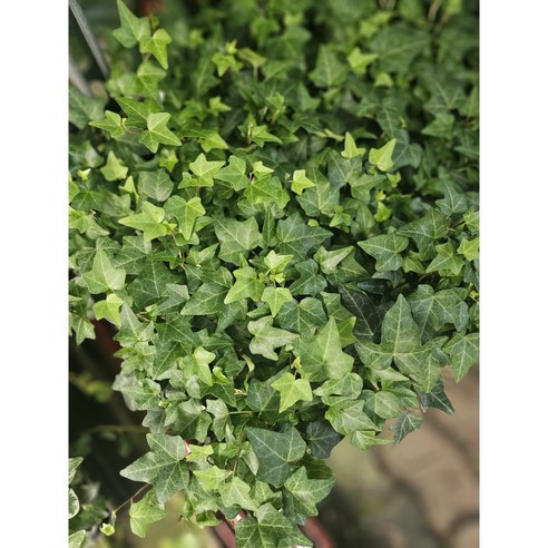 식물공장 식공특가 무배특가 아이비 소품 10-25cm 99, 1개