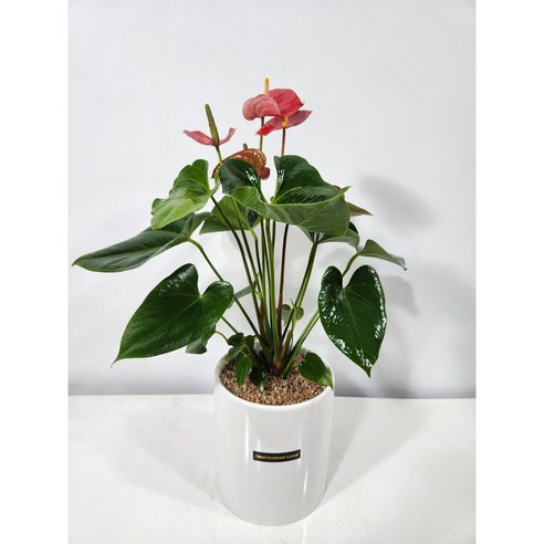 공기 정화와 아름다움이 공존하는 관엽식물