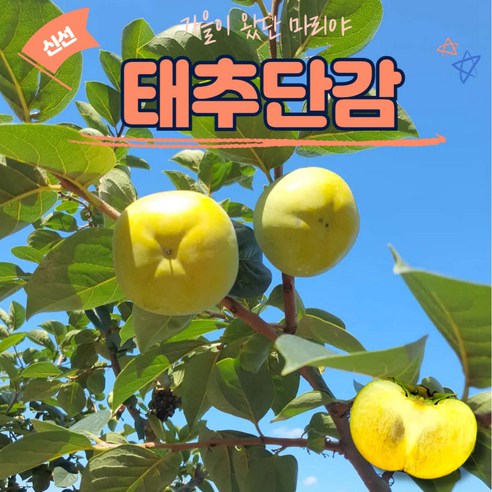 신선마켓 햇 단감 태추단감 땡감, 1박스, 1kg 신선마켓 햇 단감 태추단감 땡감, 1박스, 1kg