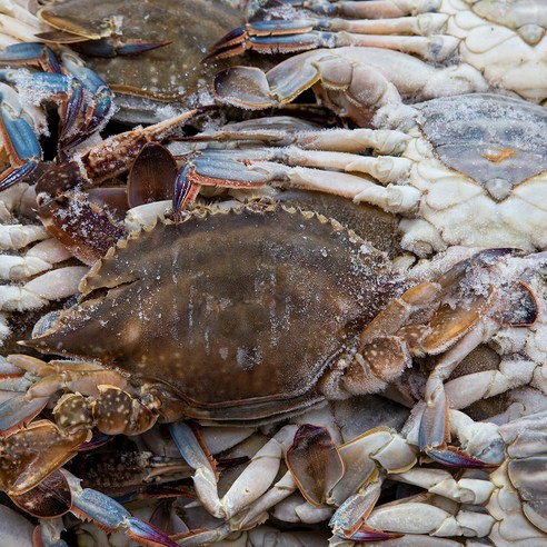 알이 꽉 찬 서해안 냉동 암꽃게, 5개, 1kg