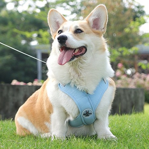 강아지 X형 하네스 가슴줄 소형견 앞섬방지, 스카이블루