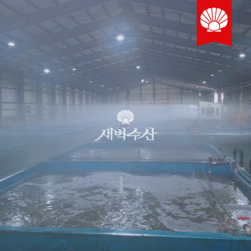 새벽수산의 특A급 러시아 대게: 품질과 맛의 향연