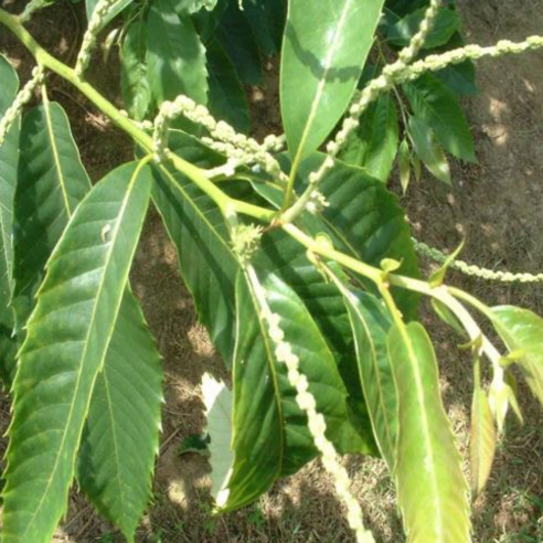 가을 정원을 풍요롭게, 서울농원 수락밤나무 포르단 묘목