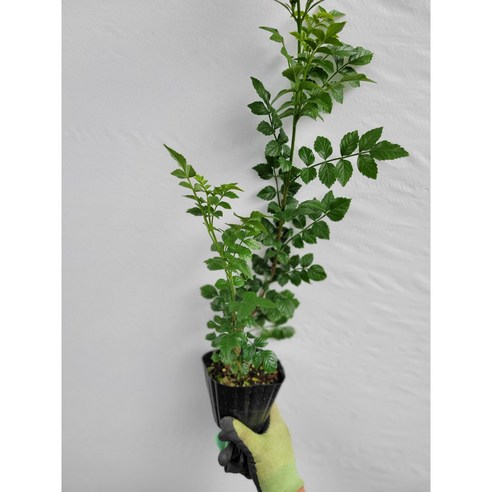 능소화 나무 하나로 삭막한 공간을 나만의 비밀 정원으로!