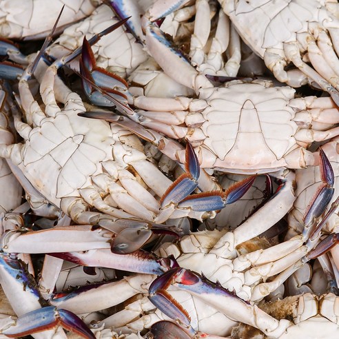 [당일조업] 태안 신진도 빙장 활 숫꽃게는 신선한 맛과 풍부한 영양이 함께하는 대용량 상품입니다.