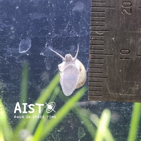 토종 우렁이, 어항 관리의 새로운 시작