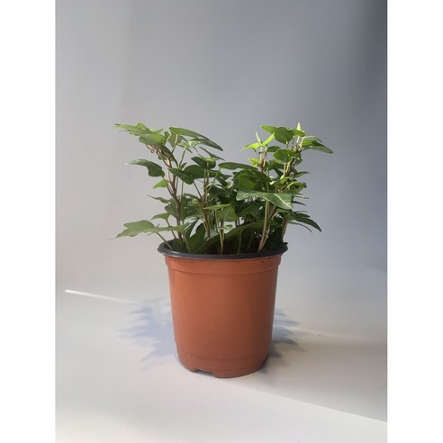 공기정화의 오아시스: 사랑스럽고 관리하기 쉬운 미니아이비