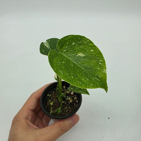 싱그러운 몬스테라 유묘, 초보 식집사의 최고의 선택!