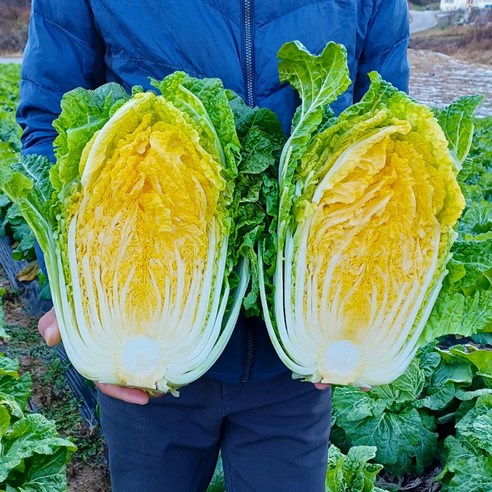 강원도 고랭지 명품 라이코펜 황금배추 절임배추 예약날자 지정일배송 김장 절인배추 20kg, 24년 01월 29일 발송 - 30일 도착