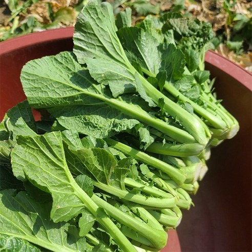 [자연맛남] 여수 산지직송 돌산갓 생갓 5kg 1박스, 상세 설명 참조