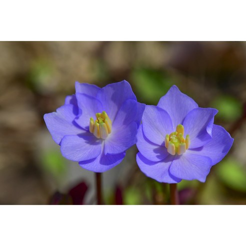 삭막한 도시에 봄을 들이다: 평창 깽깽이풀 모종 심어본 후기 깽깽이풀