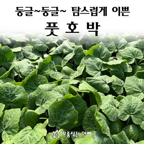 최고의 아빠가 심은 둥글둥글한 이쁜 풋호박 5개 모종 세트
