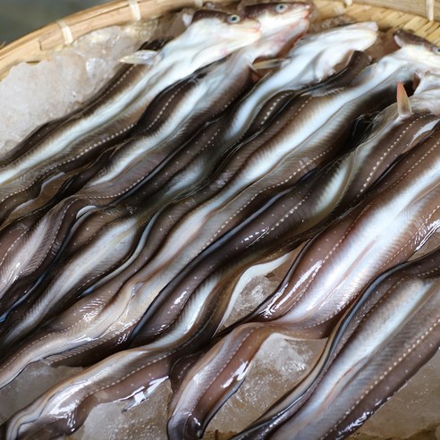 깊은 바다의 활력, 보양식 벌떡 바다장어 특대로 식탁에 건강을 더하세요.