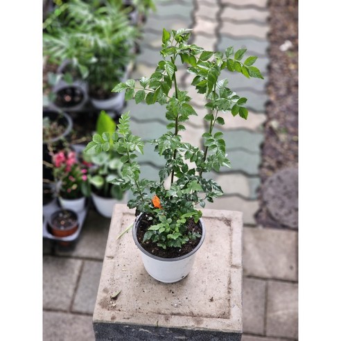 능소화, 당신의 공간에 특별한 아름다움을 더하다