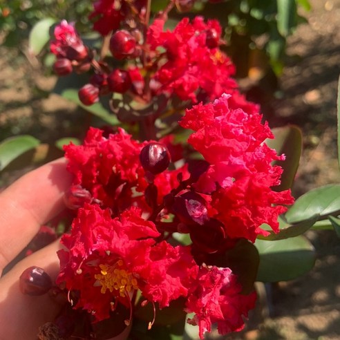 여름부터 가을까지 피어나는 다이너마이트 배롱나무의 매력