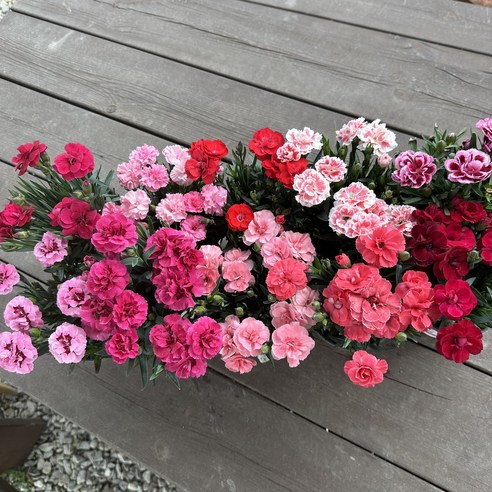 향기로 기억되는 특별한 어버이날, 향카네이션 3종 세트