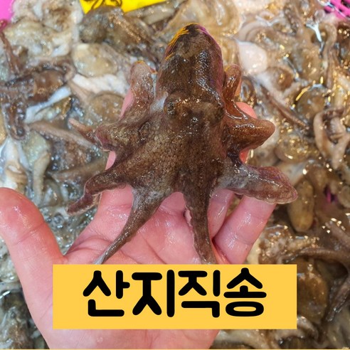 봄의 전령사, 싱싱함이 살아 숨 쉬는 활 쭈꾸미와의 만남 생물활쭈꾸미