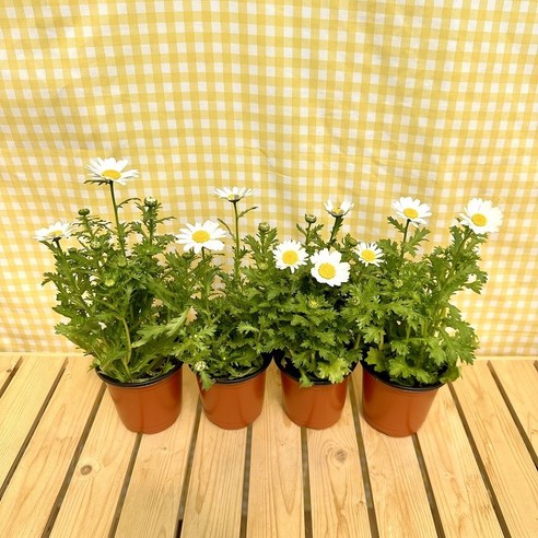 삭막한 내 책상에 봄을! 마가렛 계란꽃으로 화사함을 더하는 방법 마가렛꽃