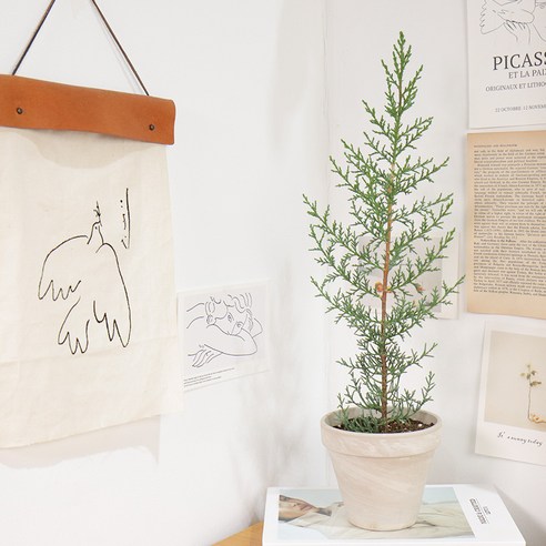 일상에 스며드는 숲의 향기, 갑조네 사이프러스