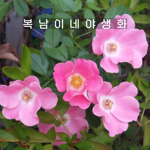 [오케이나우ㅣ강추] 낭만적인 분위기 연출, 웨딩찔레의 매력 [OKNOWㅣ추천상품]