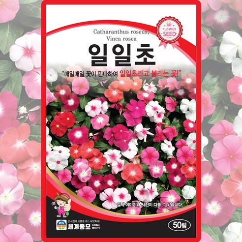 세계종묘 일일초 씨앗 50립 일일초 꽃씨 종자, 1개
