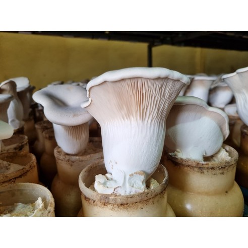 충북 음성의 설원버섯: 건강과 맛의 조화