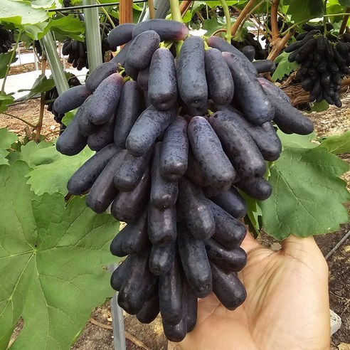 국내산 블랙사파이어 가지포도 씨없는 특품 농장, 블랙사파이어 포도 1kg(1-3수)