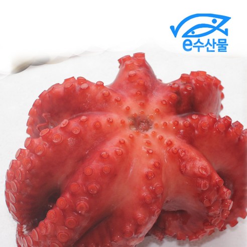 한국산 자숙문어 900~1kg, 1마리 – 필리핀산 제사용 삶은문어 및 데친문어 포함 제수용문어 한국산 자숙문어 900~1kg, 1마리 – 필리핀산 제사용 삶은문어 및 데친문어 포함 제수용문어