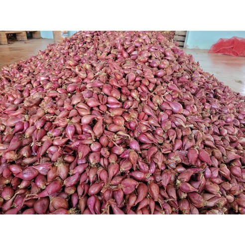 텃밭 가꾸기의 즐거움, 쪽파 햇씨앗 종근으로 시작하세요 쪽파종구