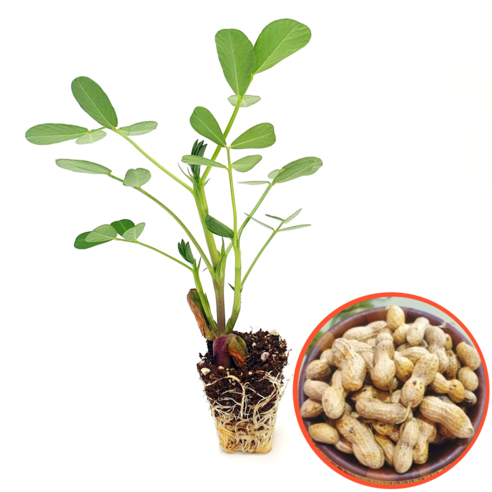 풍요로운 텃밭을 가꾸는 첫걸음: 파머씨드 땅콩 모종으로 시작하는 행복한 농사 땅콩모종