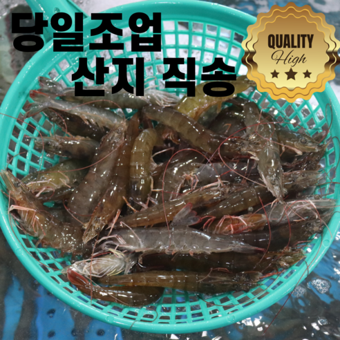 국대새우 [당일조업] 산지직송 국산 생물 흰다리 새우 제철 활 (33미내외) 특대, 1개, 1kg