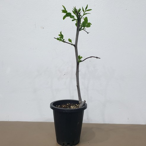 삭막한 베란다에 생기를! 달콤한 사과대추를 집에서 키워보세요 대추나무