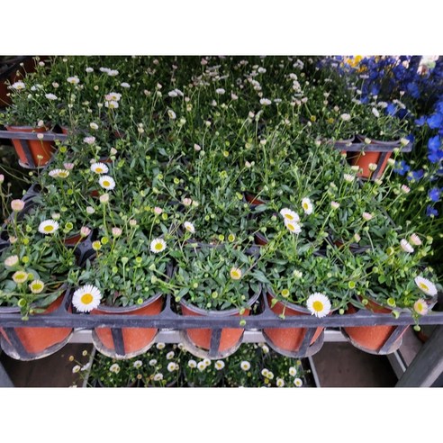 멕시칸세이지로 매일매일이 축제처럼!