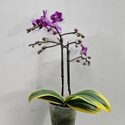 황금 호접란, 1개