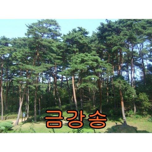 금강송3년생분묘 10그루 나무 묘목 소나무 적송 조경수, 10개