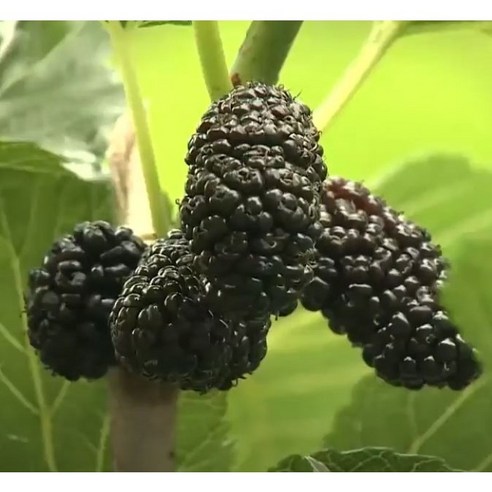 직접키운 슈퍼오디 묘목 결실주 뽕나무, 1개