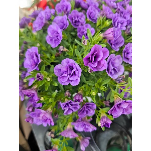 칙칙한 베란다, 꽃으로 생기를 불어넣는 마법! 칼리브라코아 겹꽃 보라 후기 칼리브라코아