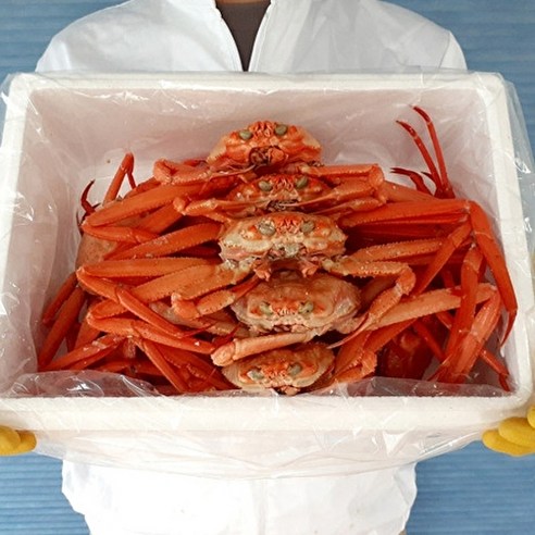 포레스트뉴 [선주직송] 속초 홍게 대게 박달홍게 실속형 생물 3kg(8미~11미)
