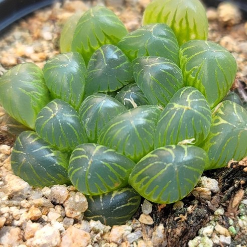 하월시아 자옥로, 칙칙한 일상에 찾아온 싱그러운 변화