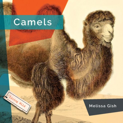 (영문도서) Camels Paperback, Creative Paperbacks, English, 9781682771518
