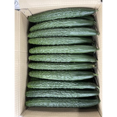 국내산 신선한 가시오이(특품) 3kg,5kg,10kg