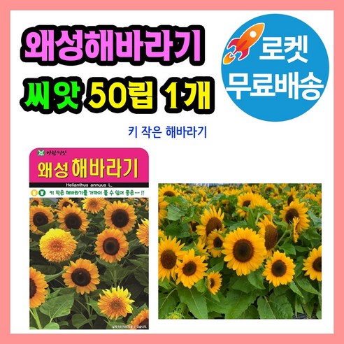왜성 해바라기 꽃 씨앗 (합 50립) 키작은해바라기 종자, 1개