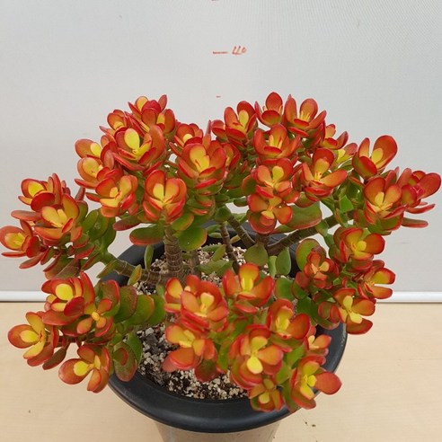 동글동글한 묵은둥이 미니염자, 꽃처럼 아름답고 번식력 좋은 다육식물