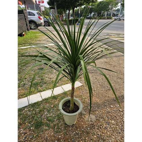 드라세나드라코: 카페인테리어를 위한 이상적인 식물, 공기를 정화하고 인테리어에 세련된 터치를 더하는 강인한 관엽식물