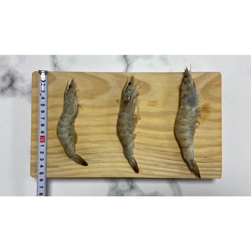 청정 해역에서 갓 잡아온 탱글한 흰다리새우