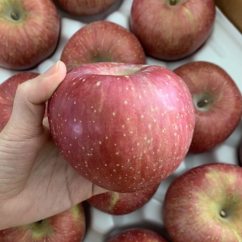 햇살담은 햇사과 경북 직송 가정용 로얄과, 1개, 혼합과 5kg(17~22과)